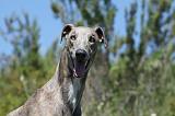 GREYHOUND 080